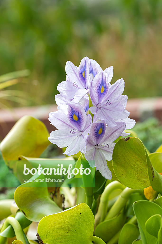 664324 - Common water hyacinth (Pontederia crassipes syn. Eichhornia crassipes)