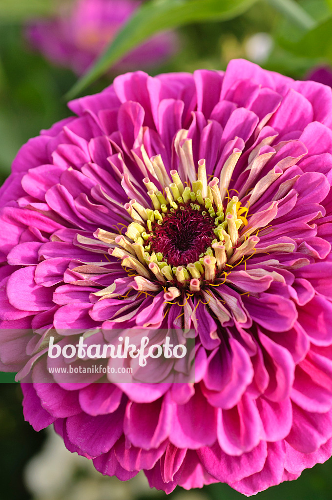 475204 - Common zinnia (Zinnia violacea syn. Zinnia elegans)