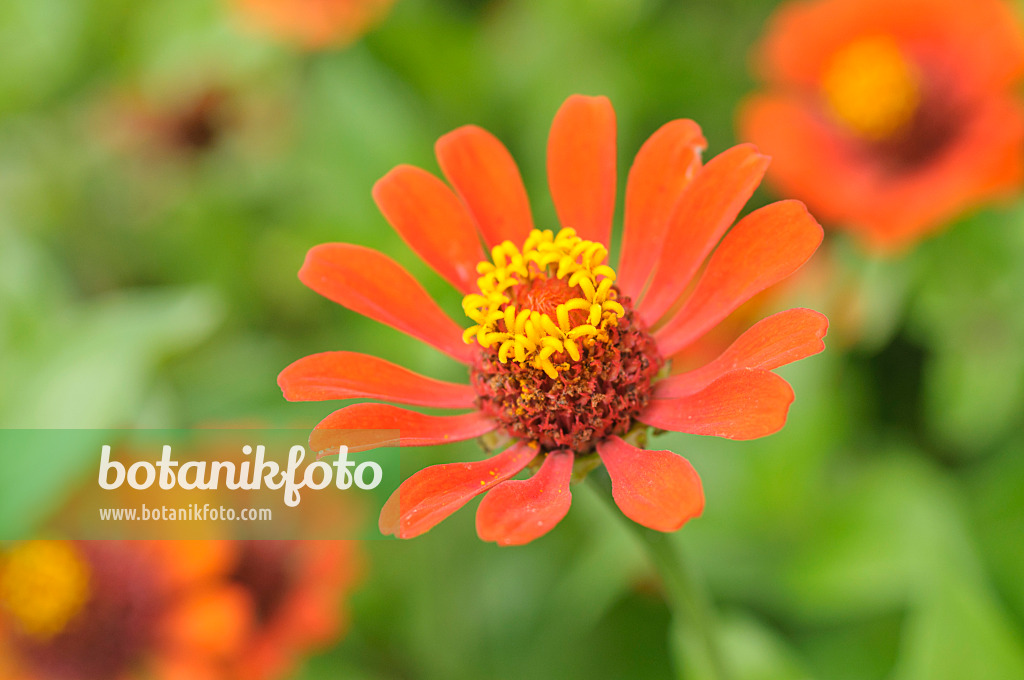 487074 - Common zinnia (Zinnia violacea syn. Zinnia elegans)
