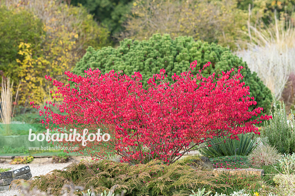 651247 - Compact burning bush (Euonymus alatus 'Compactus')