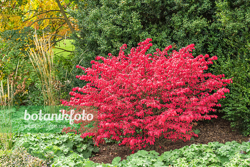 651248 - Compact burning bush (Euonymus alatus 'Compactus')
