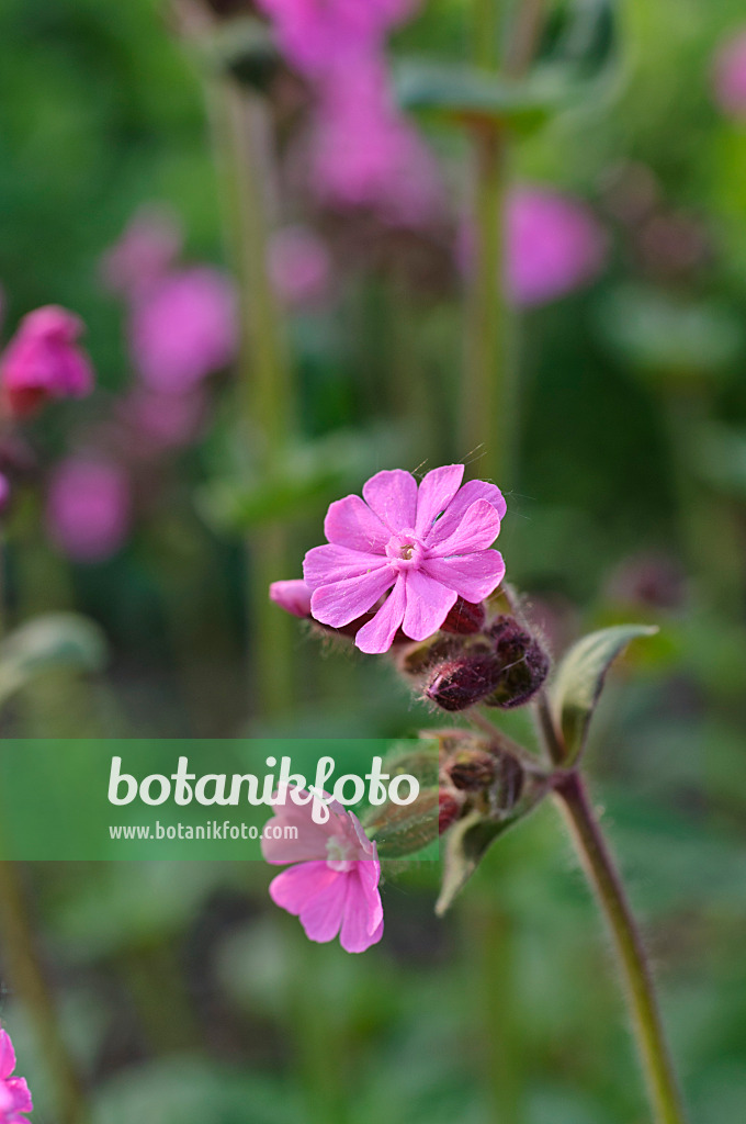 471301 - Compagnon rouge (Lychnis dioica syn. Silene dioica)