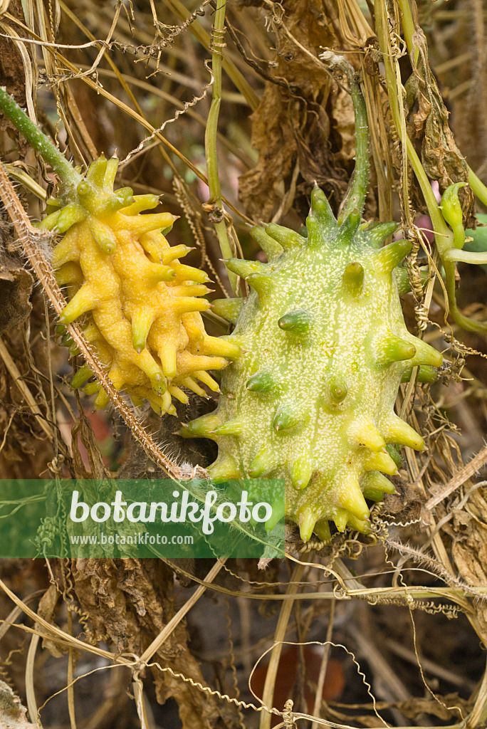 607249 - Concombre des Andes (Cyclanthera pedata)
