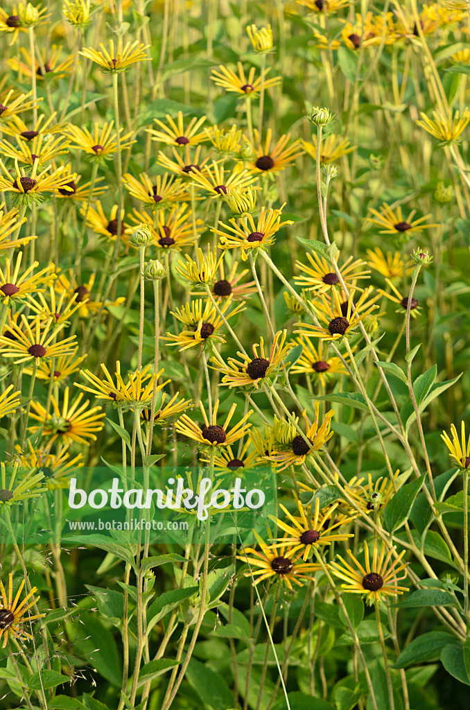 571089 - Cone flower (Rudbeckia subtomentosa 'Henry Eilers')