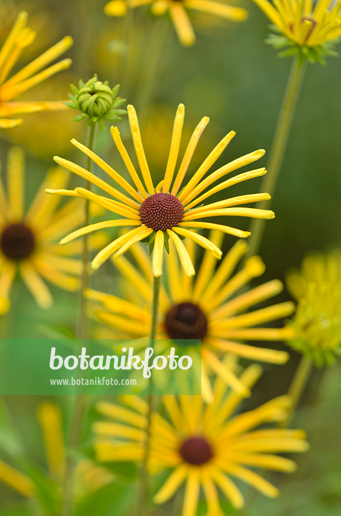 572030 - Cone flower (Rudbeckia subtomentosa 'Henry Eilers')