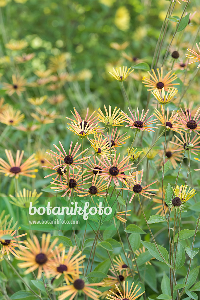 616449 - Cone flower (Rudbeckia subtomentosa 'Henry Eilers')