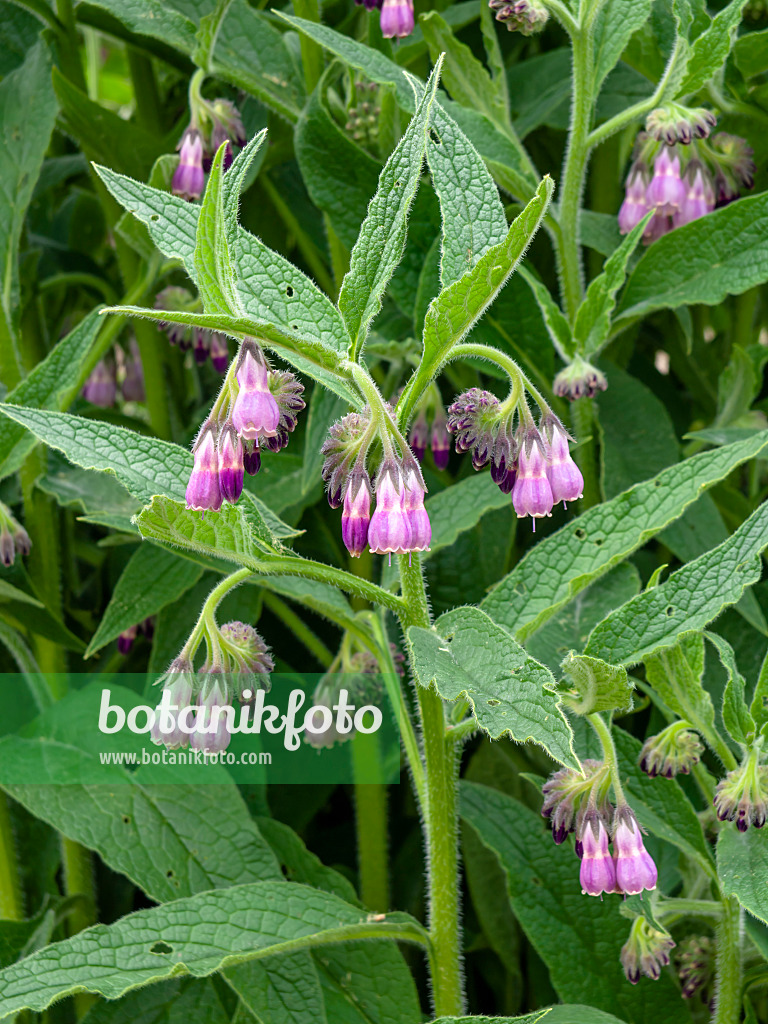 437329 - Consoude officinale (Symphytum officinale)