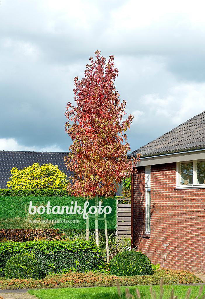 616258 - Copalme d'Amérique (Liquidambar styraciflua 'Slender Silhouette')