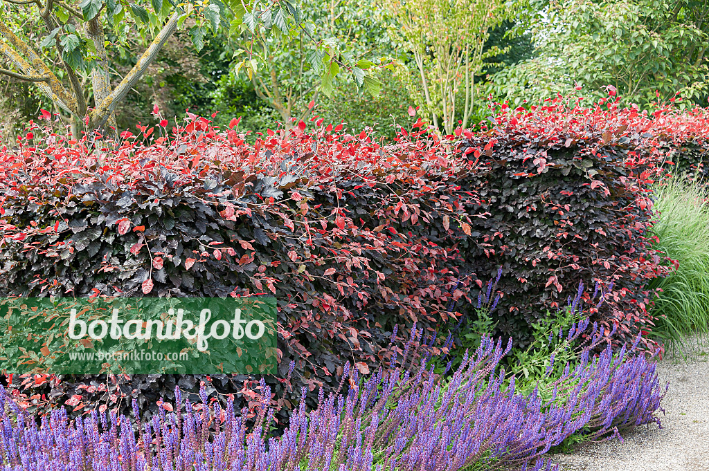 651260 - Copper beech (Fagus sylvatica 'Atropunicea')