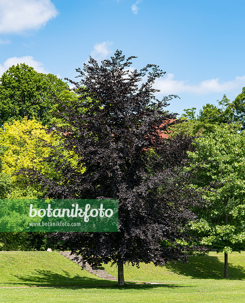 651261 - Copper beech (Fagus sylvatica 'Atropunicea')