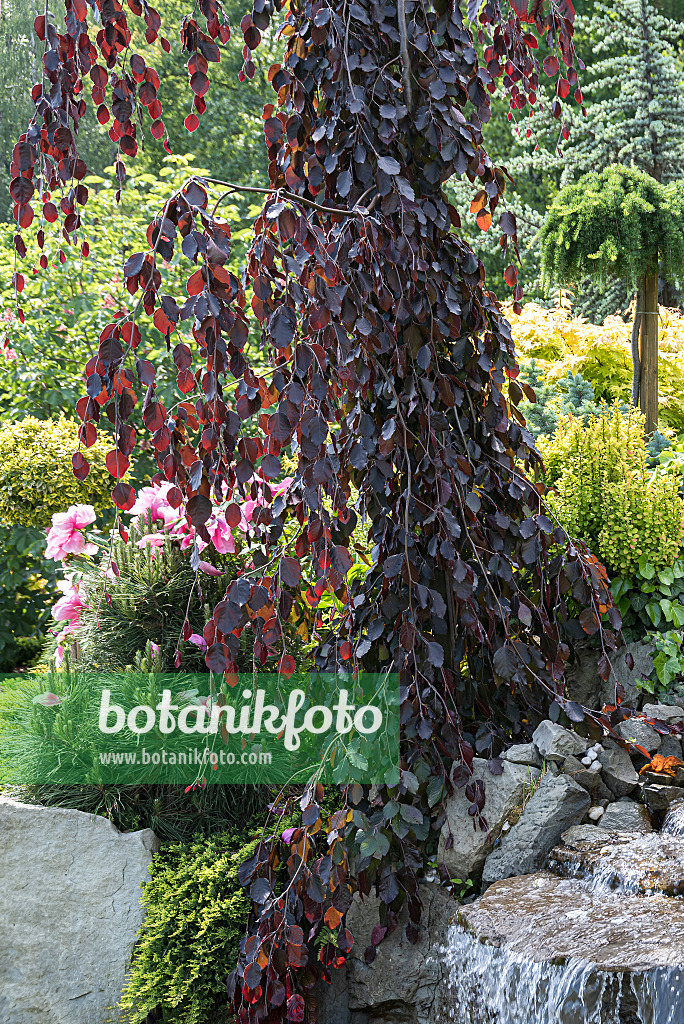 651264 - Copper beech (Fagus sylvatica 'Purple Fountain')