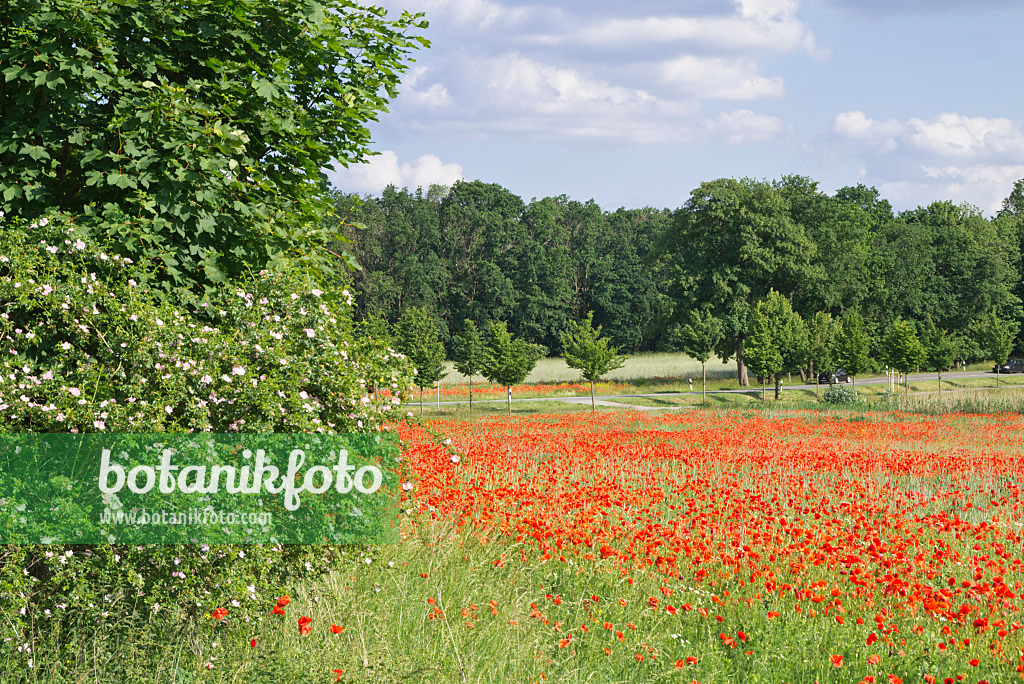 610017 - Coquelicot (Papaver rhoeas)