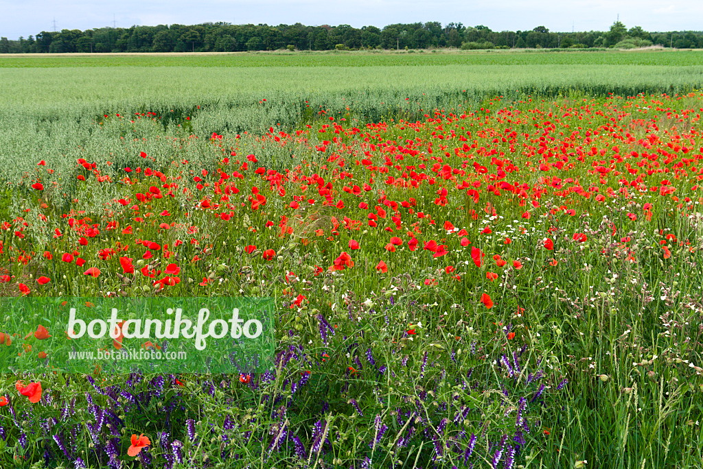 671011 - Coquelicot (Papaver rhoeas)