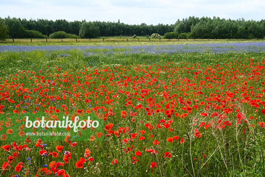 672055 - Coquelicot (Papaver rhoeas)