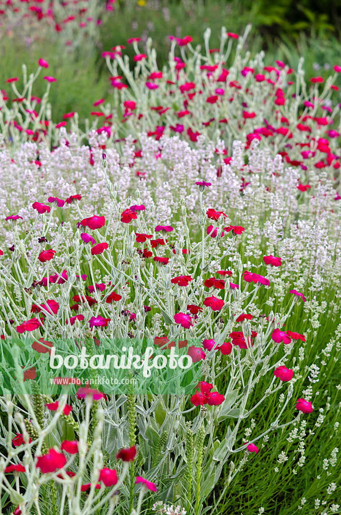 522040 - Coquelourde des jardins (Lychnis coronaria syn. Silene coronaria)