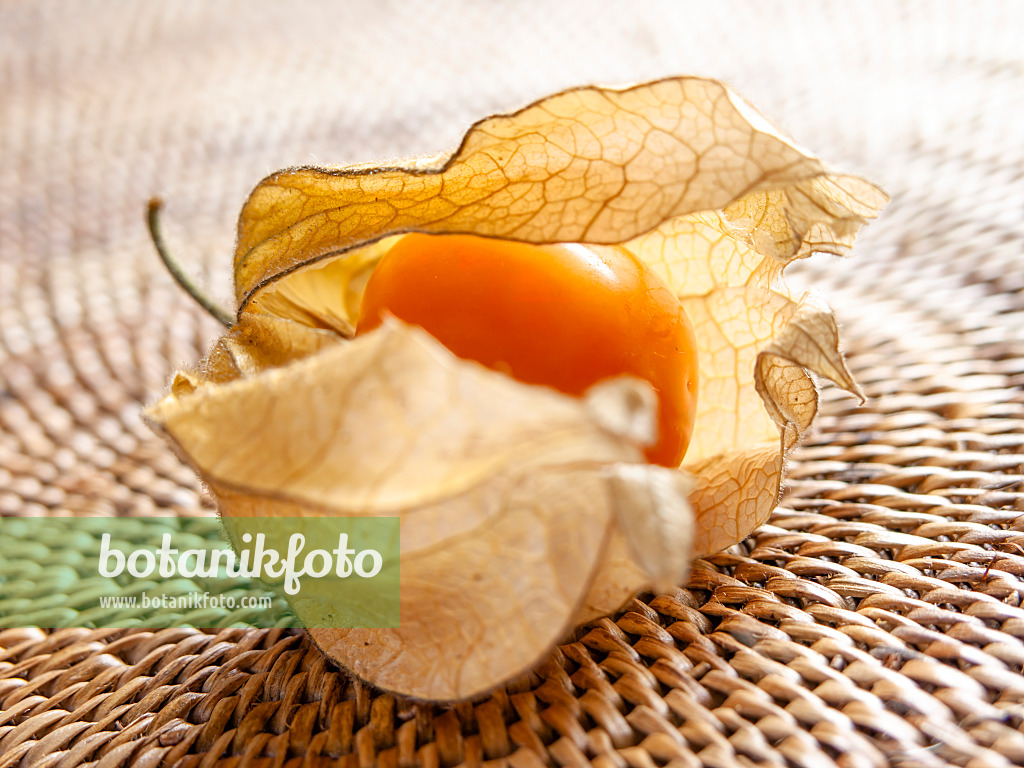 436110 - Coqueret du Pérou (Physalis peruviana)