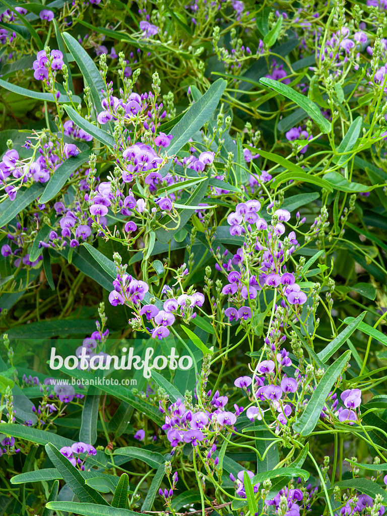 435008 - Coral pea (Hardenbergia violacea)