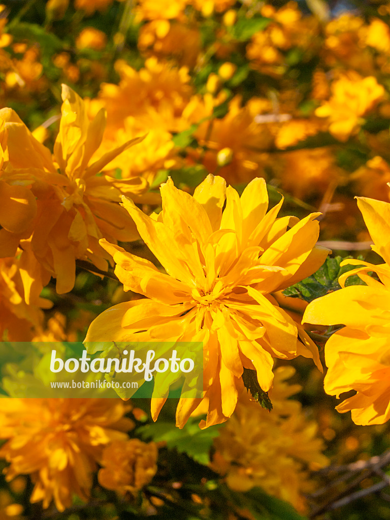412050 - Corète du Japon (Kerria japonica 'Pleniflora')