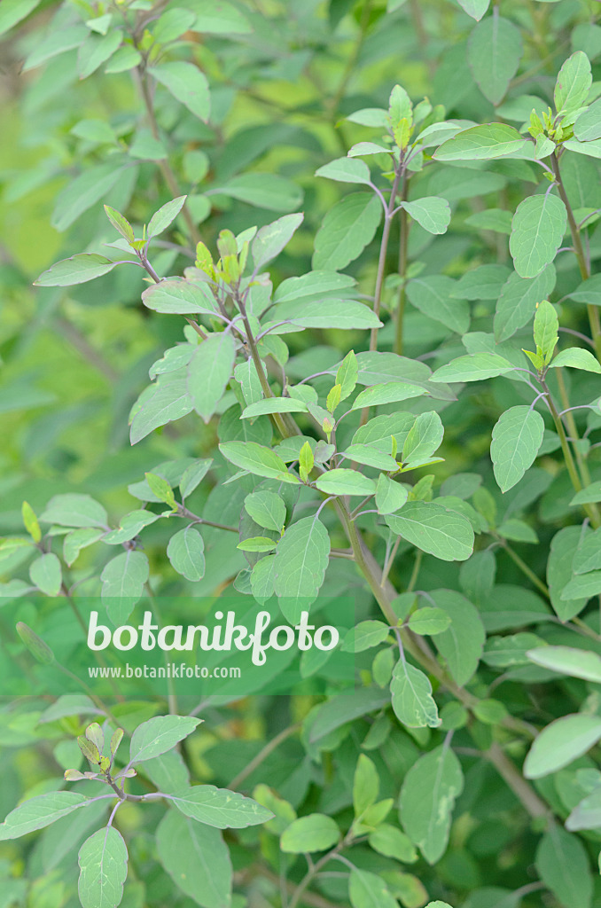 534465 - Coriandre bolivienne (Porophyllum ruderale)