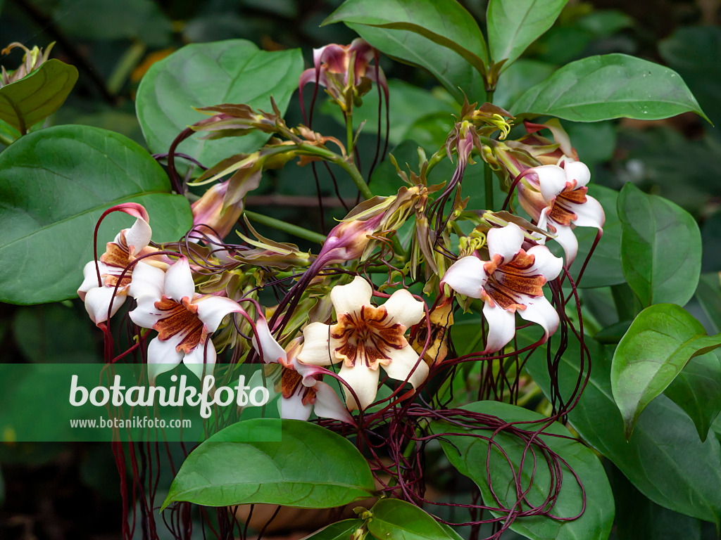 454137 - Corkscrew flower (Strophanthus preussii)