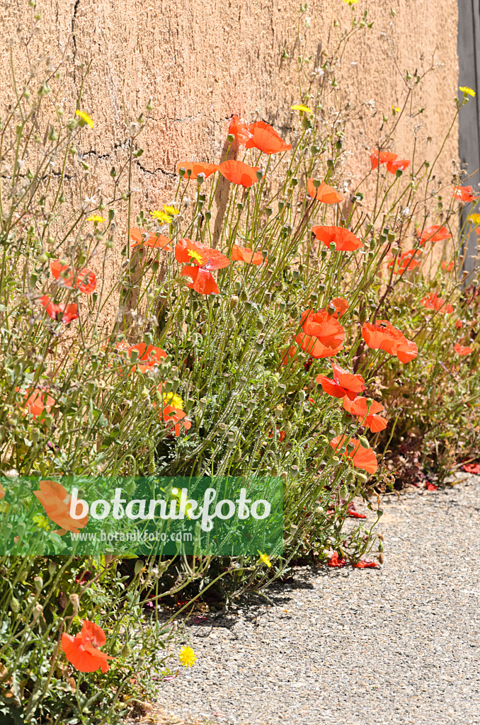 533151 - Corn poppy (Papaver rhoeas)