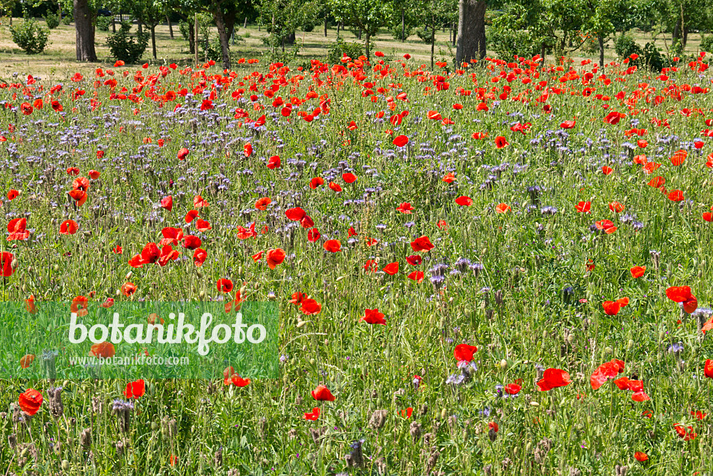 545114 - Corn poppy (Papaver rhoeas) and lacy phacelia (Phacelia tanacetifolia)
