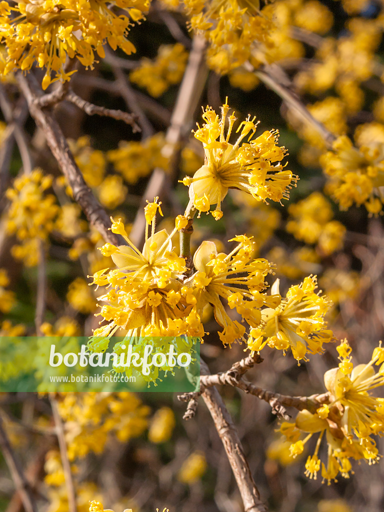 411276 - Cornelian cherry (Cornus mas)