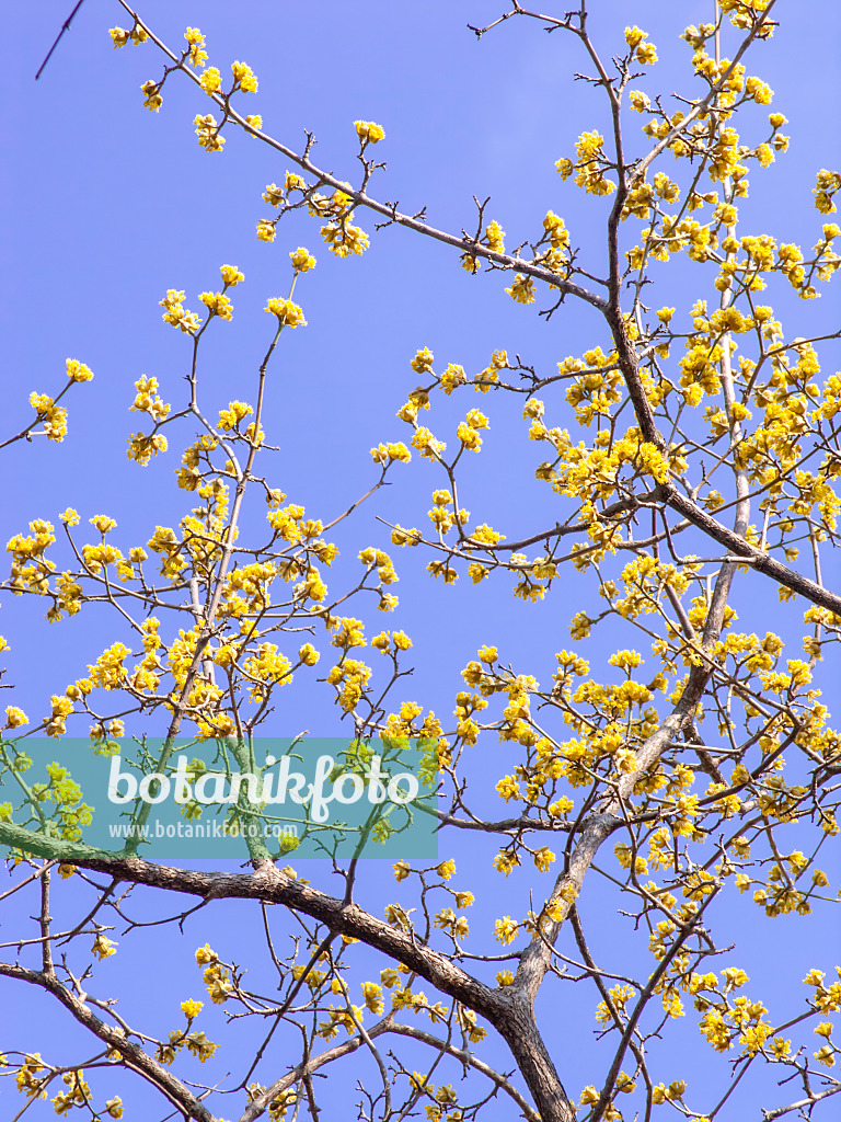 447006 - Cornelian cherry (Cornus mas)