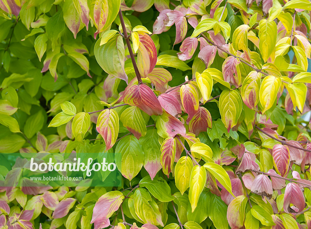 502165 - Cornelian cherry (Cornus mas 'Aurea')