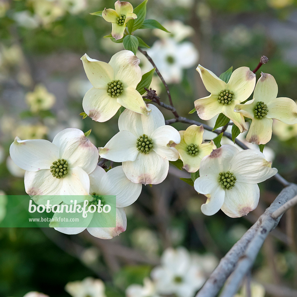 490050 - Cornouiller à fleurs d'Amérique (Cornus florida)