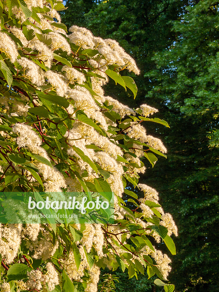 401288 - Cornouiller (Cornus macrophylla)