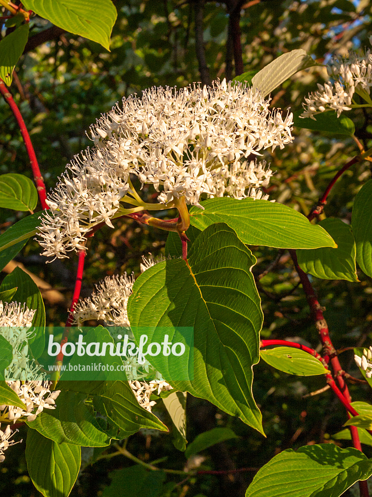 401289 - Cornouiller (Cornus macrophylla)
