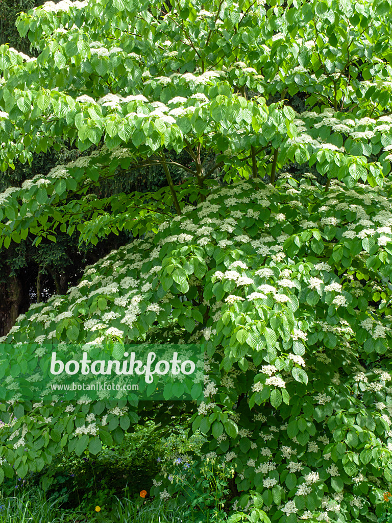 437390 - Cornouiller des pagodes (Cornus controversa)