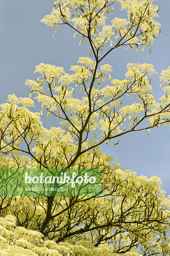 533428 - Cornouiller des pagodes (Cornus controversa 'Variegata')