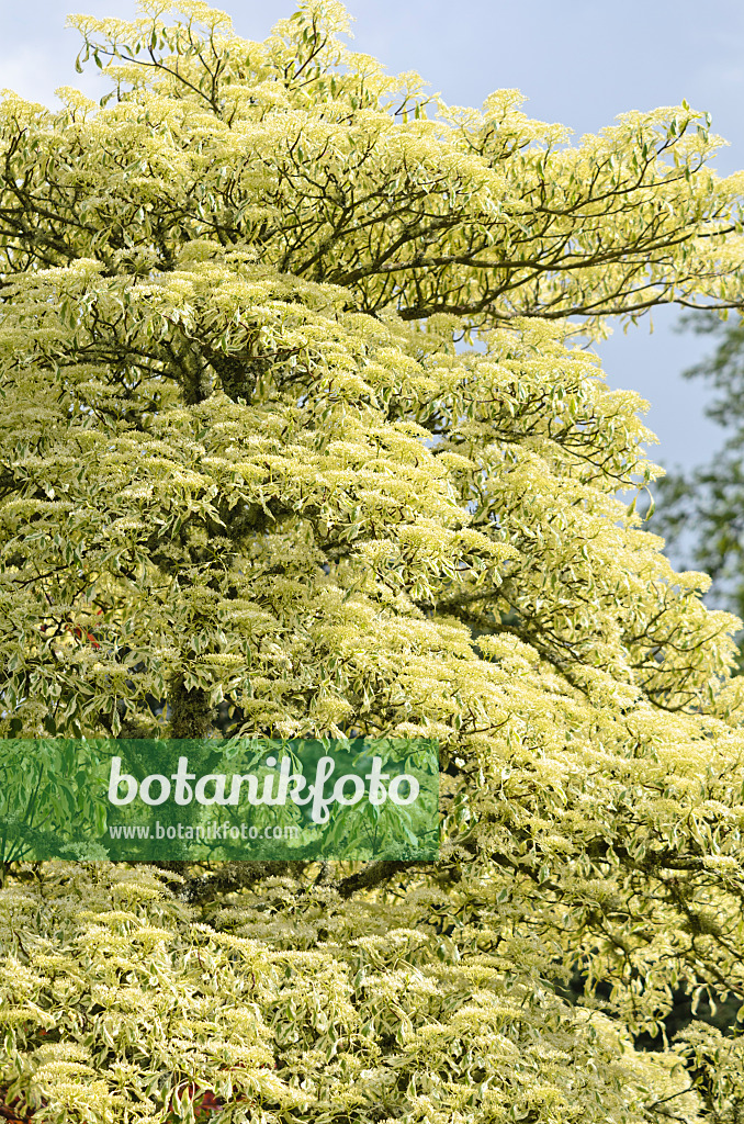 533429 - Cornouiller des pagodes (Cornus controversa 'Variegata')