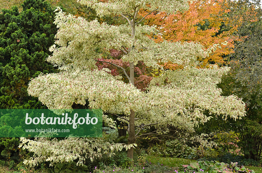 549126 - Cornouiller des pagodes (Cornus controversa 'Variegata')