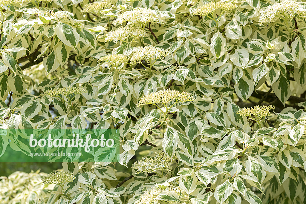 638061 - Cornouiller des pagodes (Cornus controversa 'Variegata')