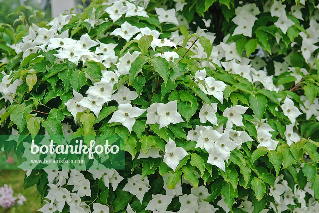 502164 - Cornouiller du Chine (Cornus kousa var. chinensis)