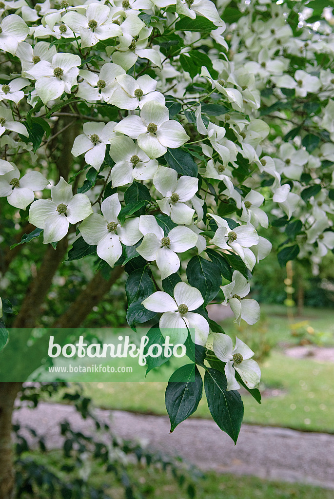 526092 - Cornouiller du Chine (Cornus kousa var. chinensis)