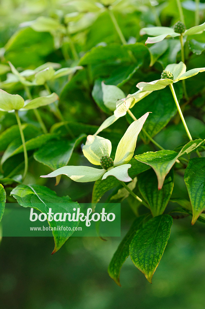 472245 - Cornouiller du Japon (Cornus kousa)