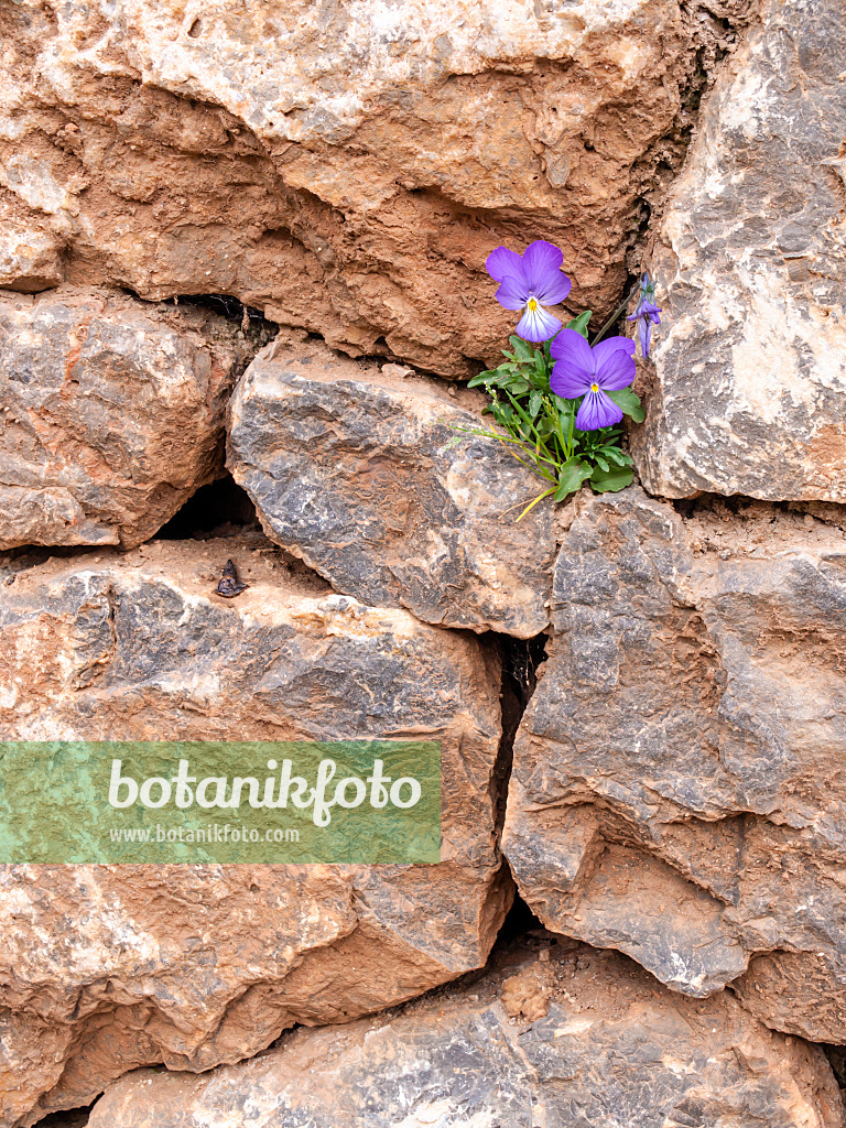 424018 - Corsican violet (Viola corsica)