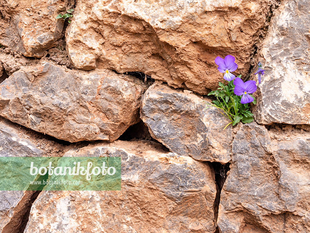 424019 - Corsican violet (Viola corsica)