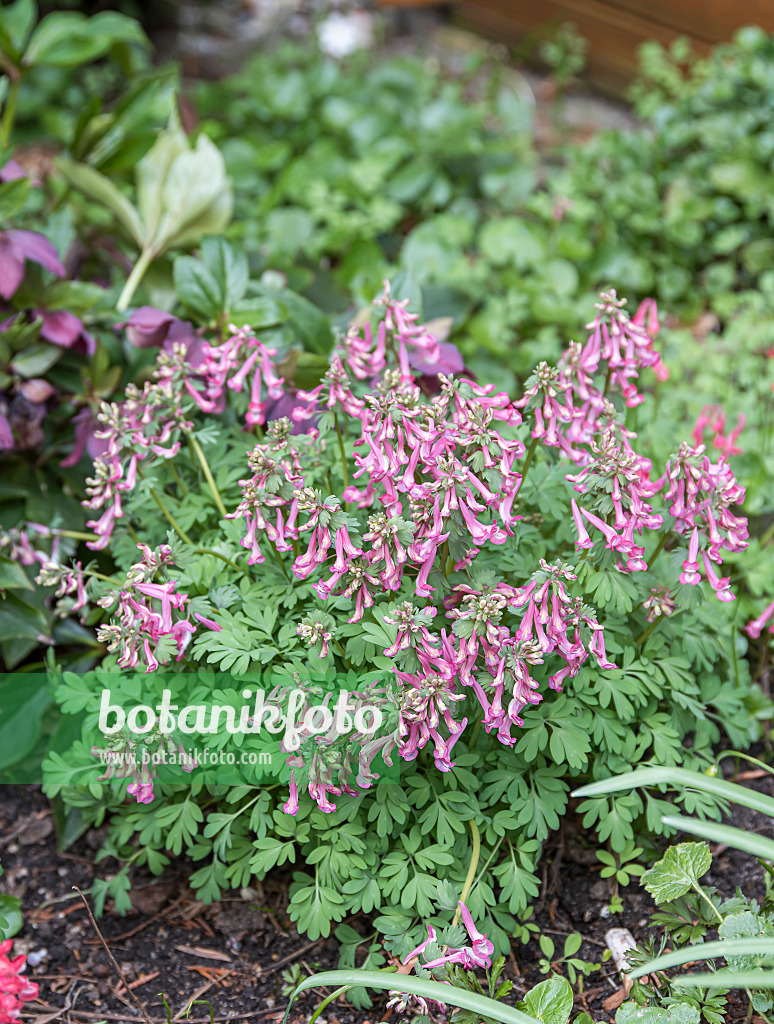 651194 - Corydale à bulbe plein (Corydalis solida)