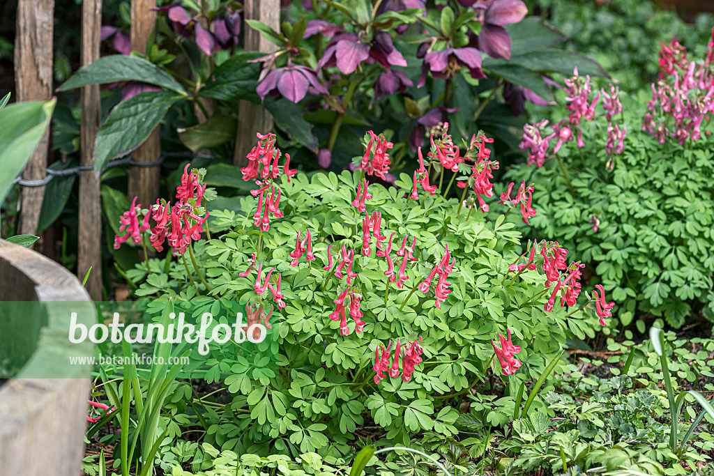 651192 - Corydale à bulbe plein (Corydalis solida 'GP Baker')