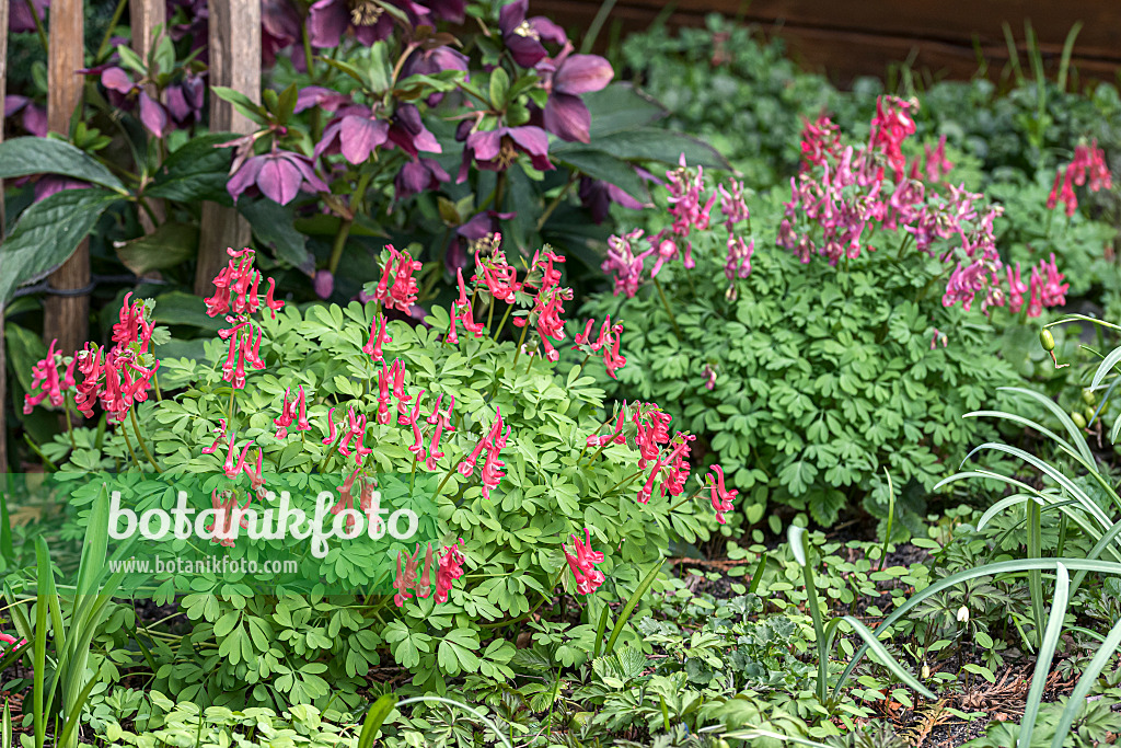 651193 - Corydale à bulbe plein (Corydalis solida 'GP Baker')
