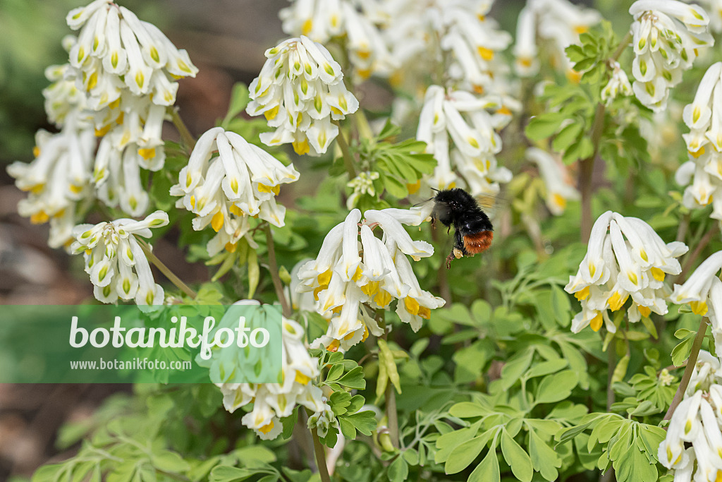 651188 - Corydale (Corydalis ochroleuca)