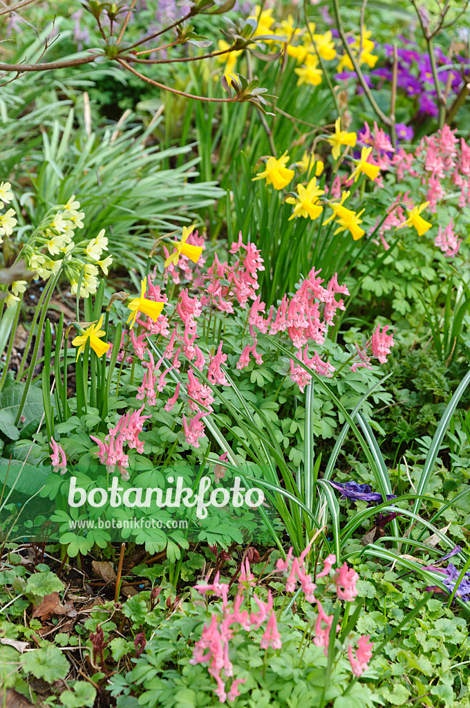 471054 - Corydalis, daffodil (Narcissus) and primrose (Primula)
