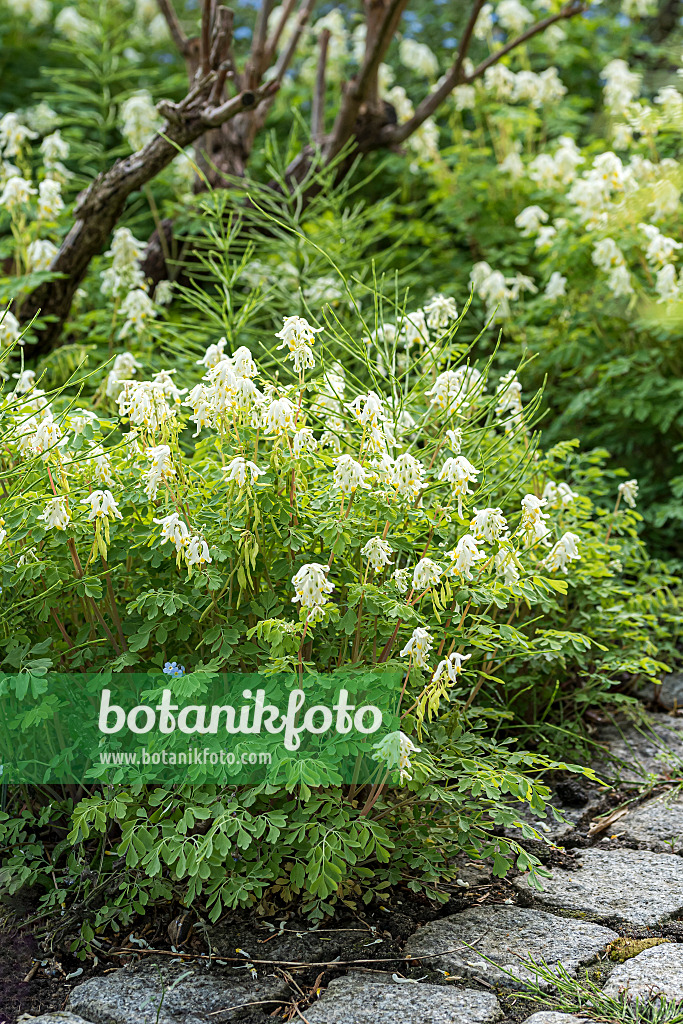 651187 - Corydalis ochroleuca