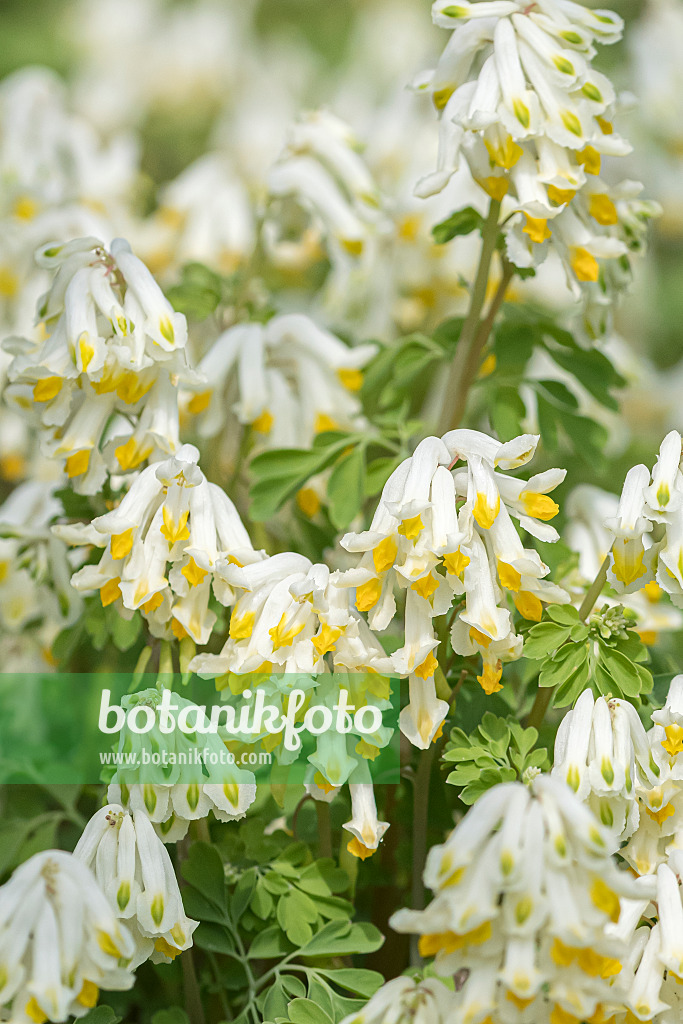 651189 - Corydalis ochroleuca