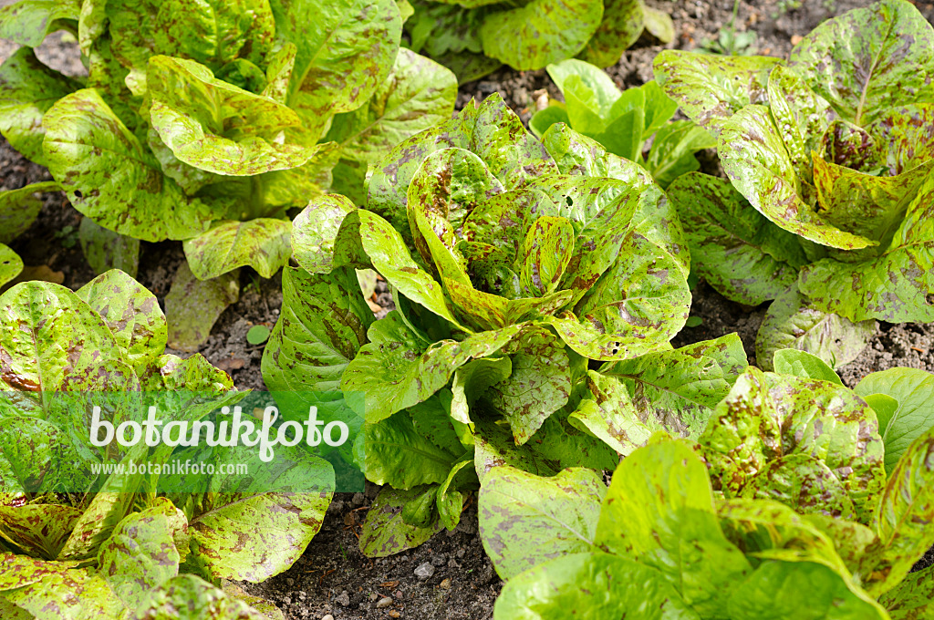 484255 - Cos lettuce (Lactuca sativa var. longifolia)